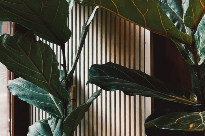 Two medium sized fiddle-leaf fig trees next to a window